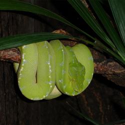 Pythonidae piton serpent Snake serpiente Python serpent piton Snake Pythonidae serpiente Python Pythonidae Python piton serpiente Snake serpent Mviridis_Sorong