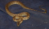 Reptiles