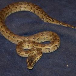 Pythonidae piton serpent serpiente Snake Python Pythonidae serpiente Python piton Snake serpent piton Python serpent Pythonidae serpiente Snake Hiss-medium