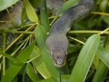 Pythonidae piton serpent serpiente Snake Python serpent piton Snake Python Pythonidae serpiente Liasis_mackloti