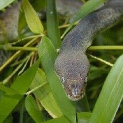 Pythonidae piton serpent serpiente Snake Python serpent piton Snake Python Pythonidae serpiente Liasis_mackloti