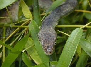 Pythonidae piton serpent serpiente Snake Python serpent piton Snake Python Pythonidae serpiente Liasis_mackloti