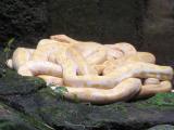 Albino Python at Ragunan Zoo