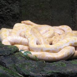 Albino Python at Ragunan Zoo