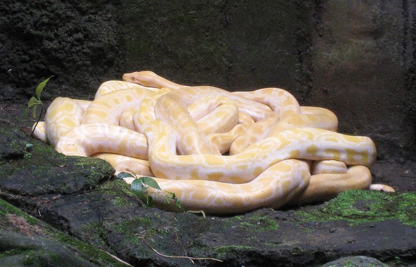 Albino Python at Ragunan Zoo