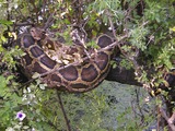 Pythonidae serpent Snake Python serpiente piton Snake piton Python serpiente serpent Pythonidae Python_m_molurus_tree_Keoladeo_NP