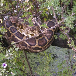 Pythonidae serpent Snake Python serpiente piton Snake piton Python serpiente serpent Pythonidae Python_m_molurus_tree_Keoladeo_NP