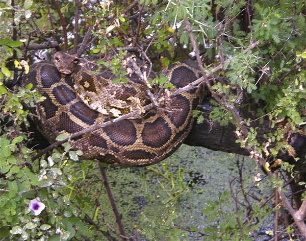Pythonidae serpent Snake Python serpiente piton Snake piton Python serpiente serpent Pythonidae Python_m_molurus_tree_Keoladeo_NP