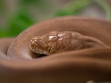 Pythonidae serpent Snake piton Python serpiente serpent Pythonidae Snake Python piton serpiente Morelia_nauta_juvenil
