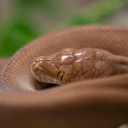 Pythonidae serpent Snake piton Python serpiente serpent Pythonidae Snake Python piton serpiente Morelia_nauta_juvenil