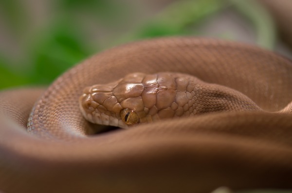 Pythonidae serpent Snake piton Python serpiente serpent Pythonidae Snake Python piton serpiente Morelia_nauta_juvenil