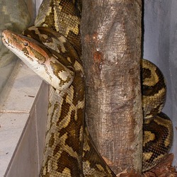 Pythonidae serpent Snake serpiente Python piton Python_molurus_pimbura