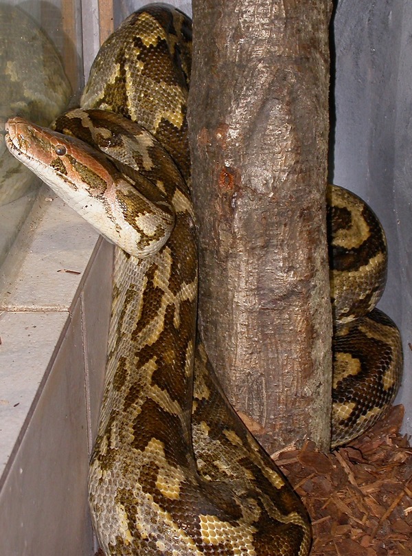 Pythonidae serpent Snake serpiente Python piton Python_molurus_pimbura