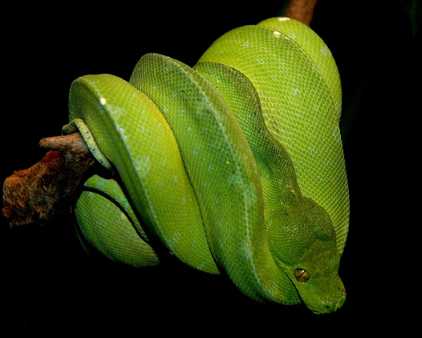 Pythonidae serpent Snake serpiente Python piton Pythonidae Snake piton Python serpent serpiente Gruenebaumpython4cele4