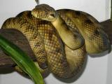 Pythonidae serpent serpiente Snake piton Python Python serpiente piton Snake serpent Pythonidae High-Yellow_Sorong_Amethystine_Scrub_Python_(Morelia_amethistina)