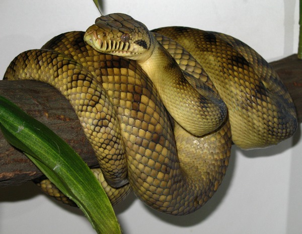 Pythonidae serpent serpiente Snake piton Python Python serpiente piton Snake serpent Pythonidae High-Yellow_Sorong_Amethystine_Scrub_Python_(Morelia_amethistina)