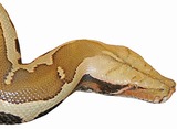 Reptiles