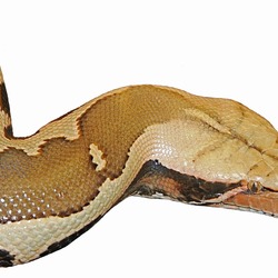 Pythonidae serpiente Python piton serpent Snake Snake Python Pythonidae serpiente serpent piton Head-Python_breitensteini