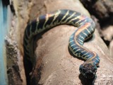 Pythonidae serpiente Snake Python piton serpent Snake serpiente serpent Python Pythonidae piton Boelen_Python_01