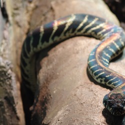 Pythonidae serpiente Snake Python piton serpent Snake serpiente serpent Python Pythonidae piton Boelen_Python_01