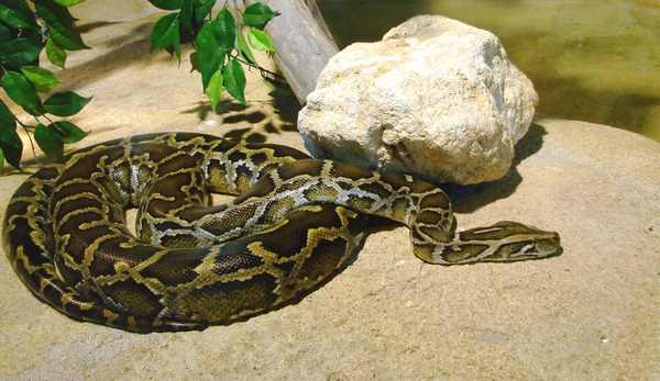 Snake Pythonidae piton serpent Python serpiente Snake serpiente piton Pythonidae serpent Python Python_molurus_bivittatus_Ile_aux_Serpents_201108_1