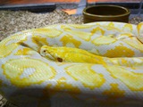 Snake piton Pythonidae serpent serpiente Python Snake serpent serpiente piton Pythonidae Python Albino_Lavendar_Reticulated_Python