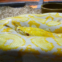 Snake piton Pythonidae serpent serpiente Python Snake serpent serpiente piton Pythonidae Python Albino_Lavendar_Reticulated_Python