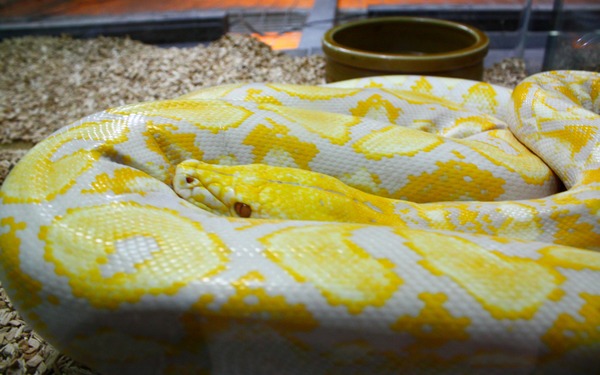 Snake piton Pythonidae serpent serpiente Python Snake serpent serpiente piton Pythonidae Python Albino_Lavendar_Reticulated_Python