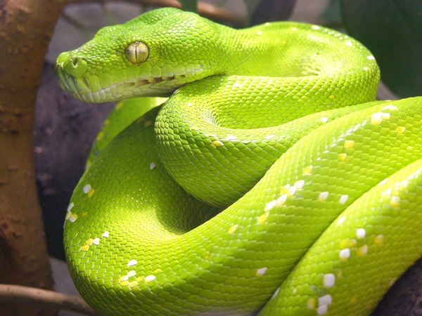 Snake piton Pythonidae serpiente serpent Python serpiente Snake Python Pythonidae piton serpent Python serpiente serpent Pythonidae piton Snake Boomslang_(443113819)