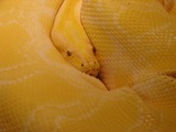 Reptiles