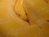 Snake piton serpent Python Pythonidae serpiente serpiente Pythonidae Snake Python piton serpent serpent piton serpiente Pythonidae Python Snake Albino_Burmese_python