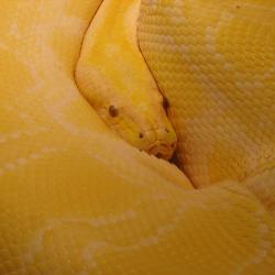 Snake piton serpent Python Pythonidae serpiente serpiente Pythonidae Snake Python piton serpent serpent piton serpiente Pythonidae Python Snake Albino_Burmese_python