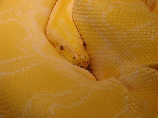 Snake piton serpent Python Pythonidae serpiente serpiente Pythonidae Snake Python piton serpent serpent piton serpiente Pythonidae Python Snake Albino_Burmese_python