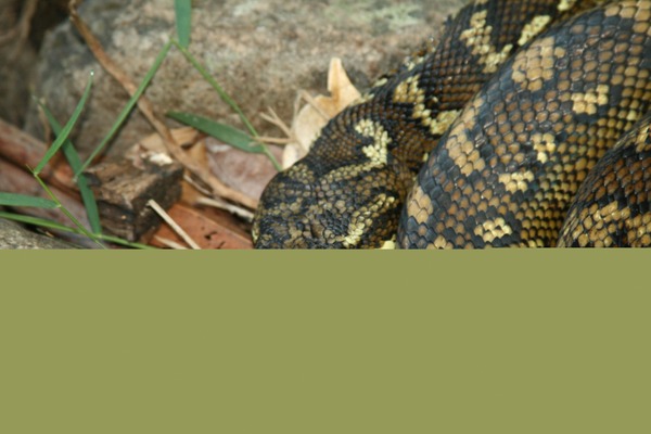 Snake piton serpiente Python Pythonidae serpent Python serpent piton Snake Pythonidae serpiente Carpet_Python_in_Lamington_National_Park,_Queensland,_Australia