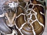Snake serpent Pythonidae serpiente piton Python Snake Python serpent serpiente Pythonidae piton Python_molurus_molurus_2