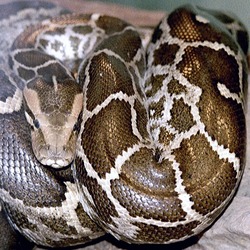 Snake serpent Pythonidae serpiente piton Python Snake Python serpent serpiente Pythonidae piton Python_molurus_molurus_2