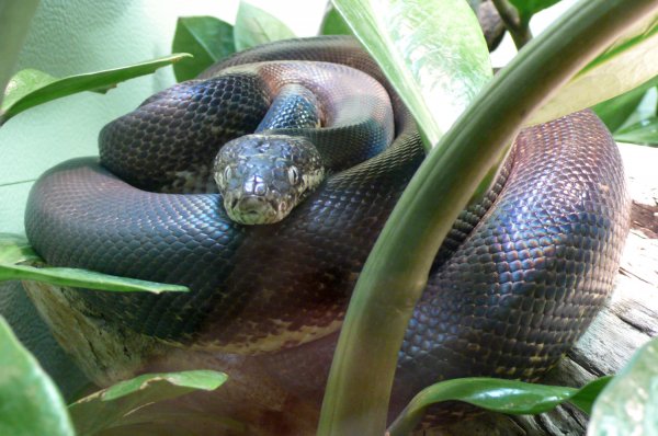Snake serpent Pythonidae serpiente piton Python serpent serpiente piton Python Snake Pythonidae Python serpiente serpent Pythonidae Snake piton Liasis_mackloti_savuensis_2