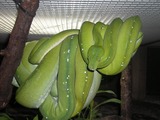 Snake serpent serpiente Python piton Pythonidae Snake serpent Pythonidae serpiente Python piton Baumpython-091