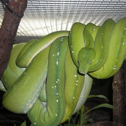 Snake serpent serpiente Python piton Pythonidae Snake serpent Pythonidae serpiente Python piton Baumpython-091