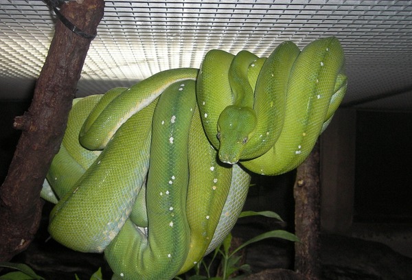 Snake serpent serpiente Python piton Pythonidae Snake serpent Pythonidae serpiente Python piton Baumpython-091