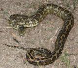 Python