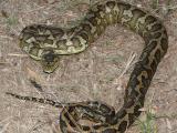 Snake serpiente Python Pythonidae serpent piton Snake Pythonidae piton serpiente serpent Python serpent piton Python Snake serpiente Pythonidae Australian_carpet_python_03_new