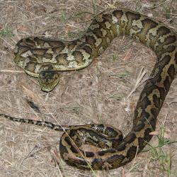 Snake serpiente Python Pythonidae serpent piton Snake Pythonidae piton serpiente serpent Python serpent piton Python Snake serpiente Pythonidae Australian_carpet_python_03_new