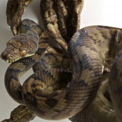Snake serpiente Pythonidae piton Python serpent Snake serpiente Pythonidae serpent piton Python piton serpent Pythonidae serpiente Snake Python Morelia_tracyae