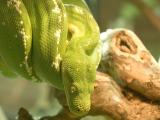 Snake serpiente piton Python serpent Pythonidae serpent Python Snake Pythonidae piton serpiente Pythonidae serpiente serpent piton Python Snake Greentreepython