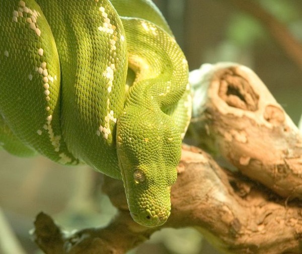 Snake serpiente piton Python serpent Pythonidae serpent Python Snake Pythonidae piton serpiente Pythonidae serpiente serpent piton Python Snake Greentreepython
