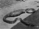 Snake serpiente serpent Python Pythonidae piton Snake Pythonidae serpiente piton serpent Python COLLECTIE_TROPENMUSEUM_Python_na_het_verorberen_van_een_big_TMnr_60025901