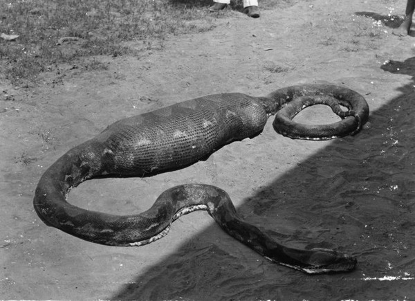 Snake serpiente serpent Python Pythonidae piton Snake Pythonidae serpiente piton serpent Python COLLECTIE_TROPENMUSEUM_Python_na_het_verorberen_van_een_big_TMnr_60025901