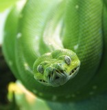 Snakes