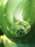 piton Python serpent serpiente Pythonidae Snake piton Snake Pythonidae Python serpiente serpent Morelia_viridis_4